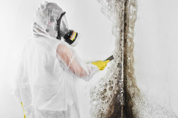 Best Local Mold Removal Service  in Lakewood Clu, MI