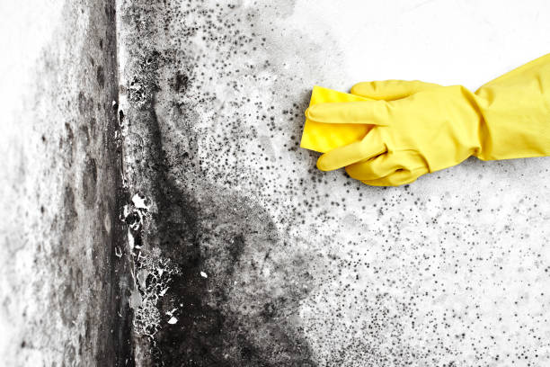 Best Mold Cleaning Services  in Lakewood Clu, MI