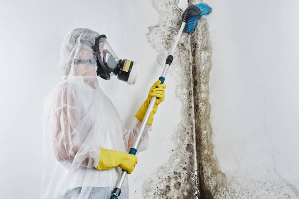 Mold Removal and Inspection in Lakewood Clu, MI