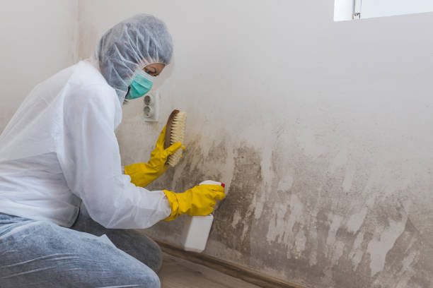 Best Residential Mold Removal  in Lakewood Clu, MI