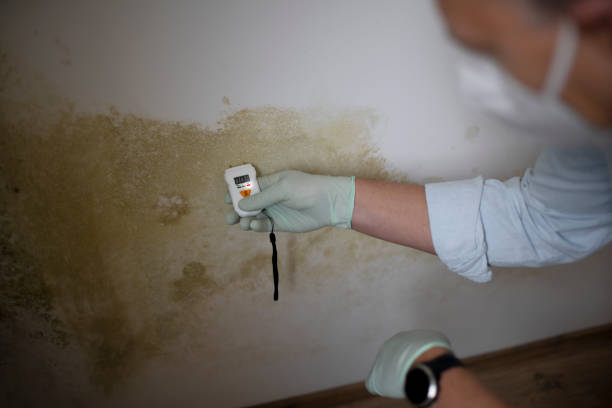 Best Mold Remediation Services  in Lakewood Clu, MI