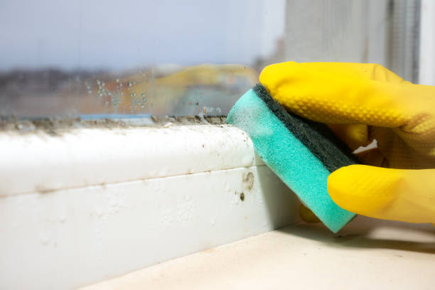 Best Emergency Mold Removal  in Lakewood Clu, MI