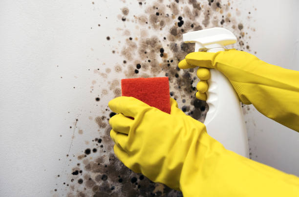 Lakewood Clu, MI Mold Removal Company