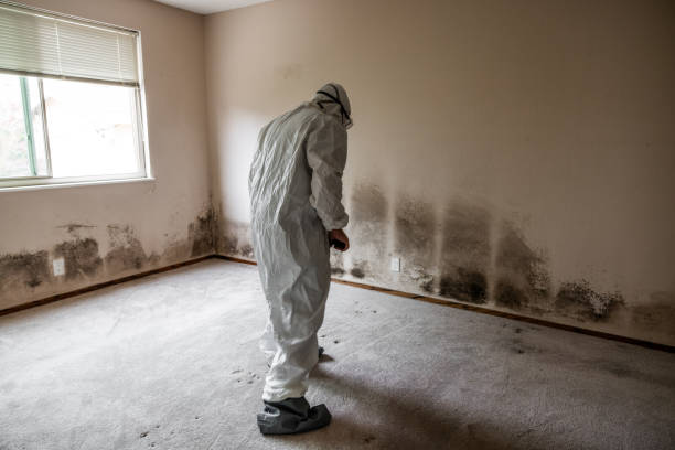 Best Mold Removal and Inspection  in Lakewood Clu, MI