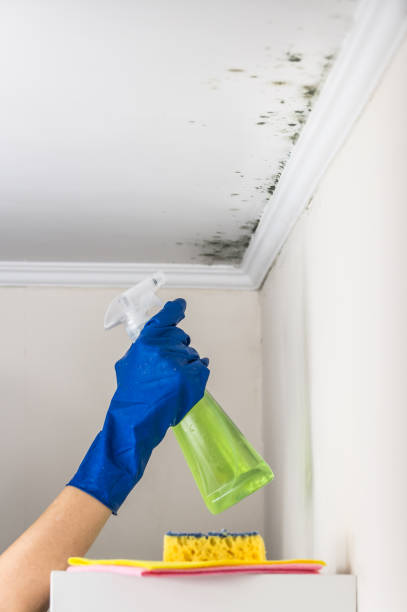 Best Professional Mold Removal  in Lakewood Clu, MI